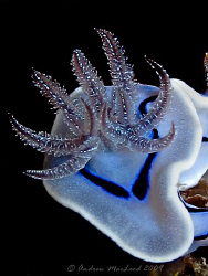 A different angle of a nudi. Can't remember which camera.... by Andrew Macleod 